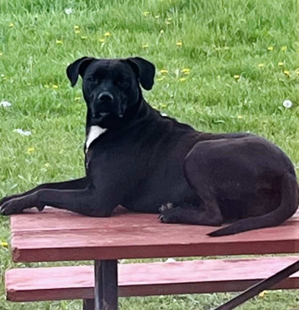 Photo of Sister, adoptable Rhodesian Ridgeback/Mixed Breed (Medium) in Rock Falls, Illinois