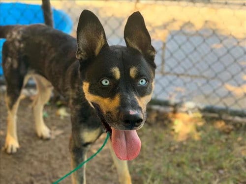 Photo of Big Worm, adoptable German Shepherd Dog in Tulsa, Oklahoma