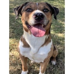 Photo of Charlie, adoptable Catahoula Leopard Dog in Texas City, Texas