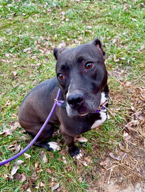 Photo of Firefly, adoptable American Pit Bull Terrier in Germantown, Ohio