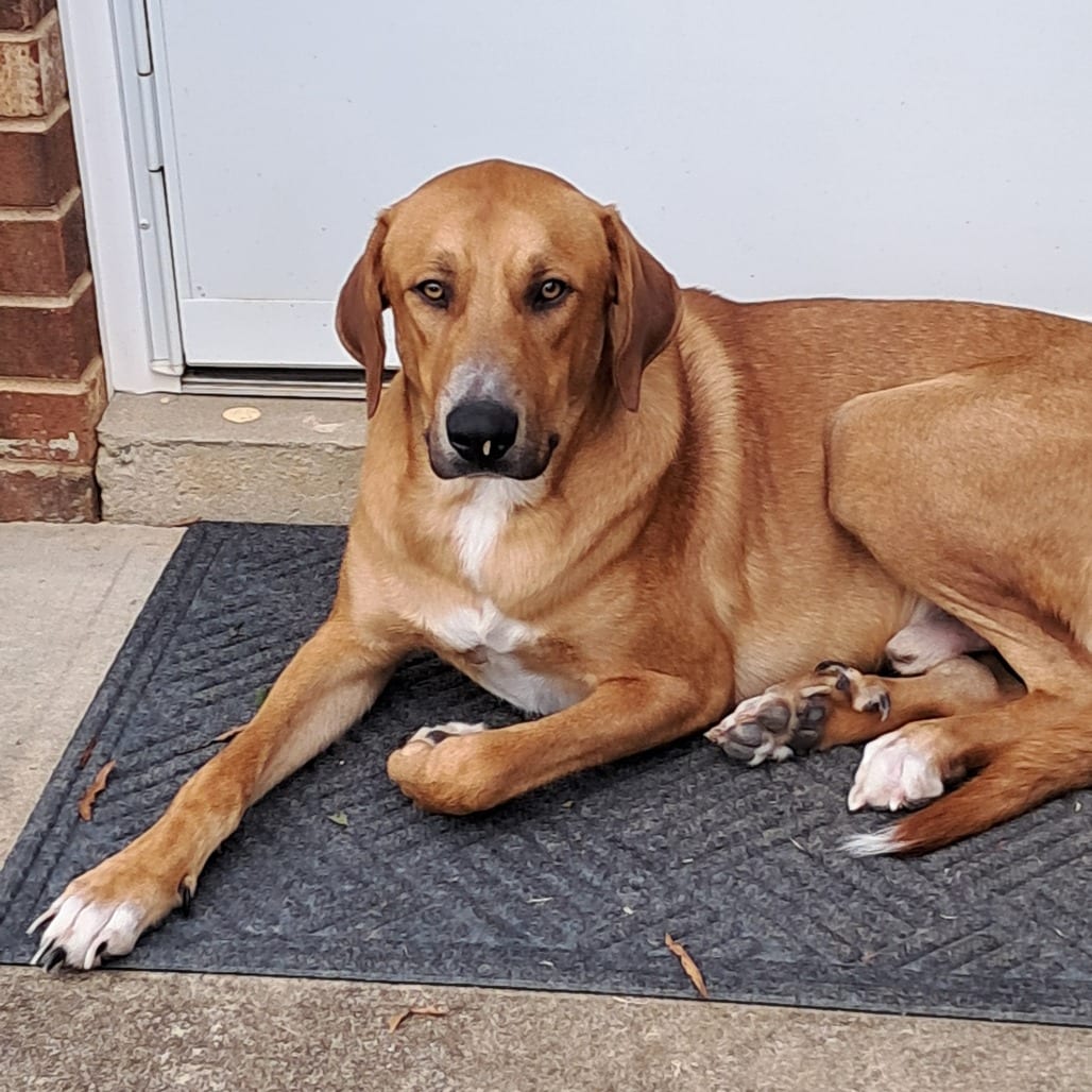 Photo of Eggbert, adoptable Hound / Pyrenees, Great in Greensboro, North Carolina
