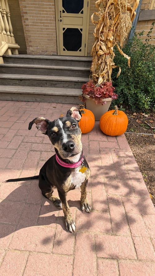 Photo of Sammy Star, adoptable Bull Terrier in Sandy, Utah
