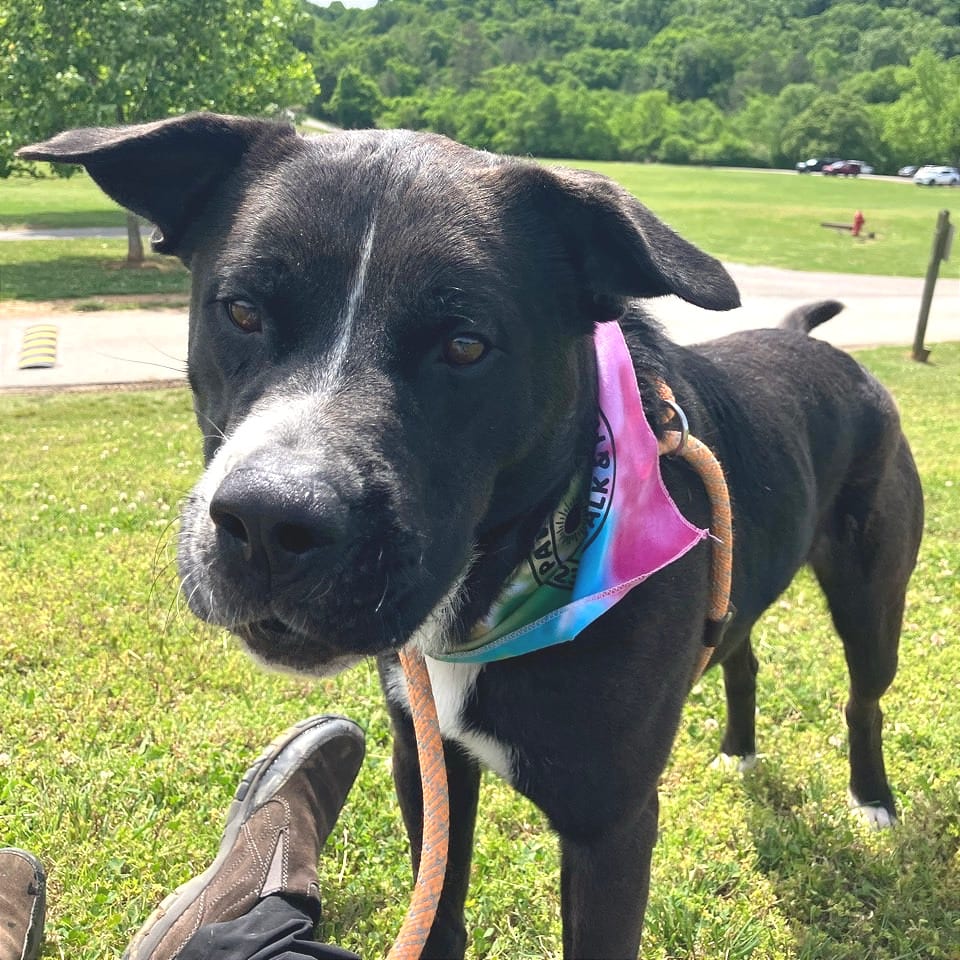 Photo of Lesnar, adoptable Mixed Breed (Large) in Chattanooga, Tennessee