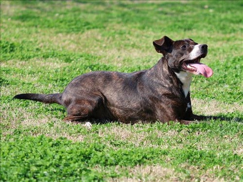 Photo of Colt, adoptable Plott Hound in Grovetown, Georgia