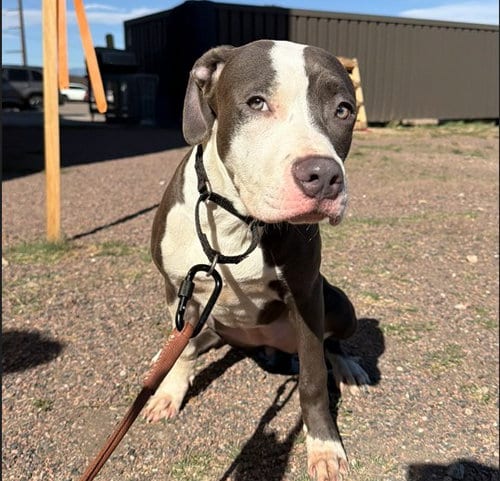 Photo of Matey, adoptable Pit Bull Terrier in Denver, Colorado