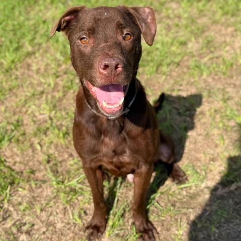 Photo of Beclan, adoptable Labrador Retriever in Conroe, Texas