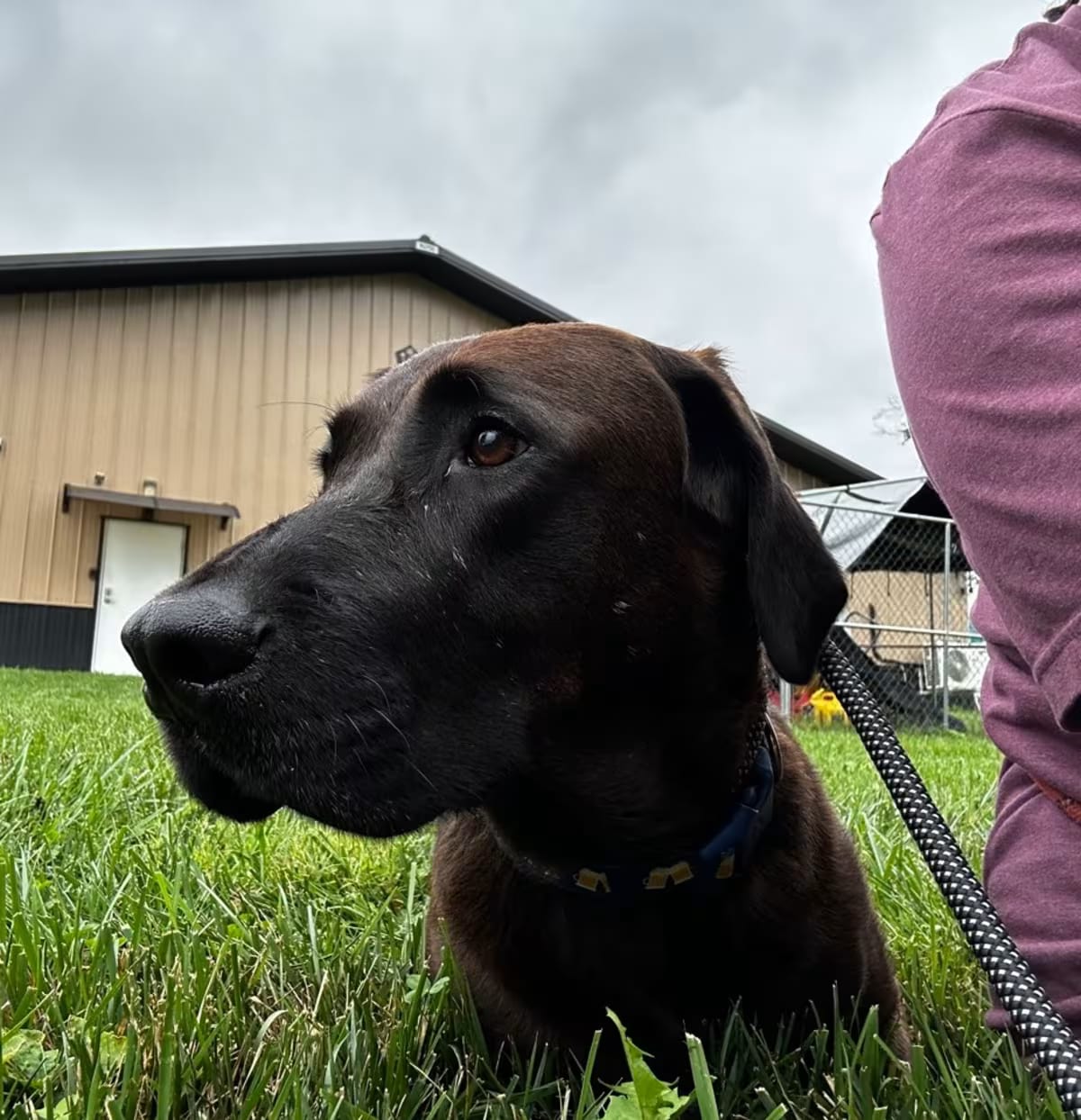 Photo of Heathcliff, adoptable Labrador Retriever in LaGrange, Kentucky