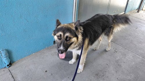 Photo of A5799982, adoptable German Shepherd Dog in Baldwin Park, California