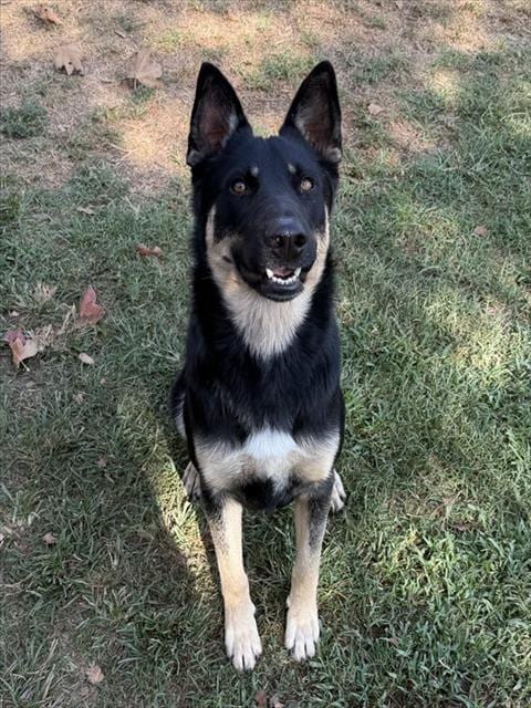 Photo of Hopscotch, adoptable German Shepherd Dog in Riverside, California