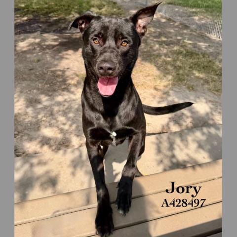 Photo of Jory, adoptable Labrador Retriever in Conroe, Texas