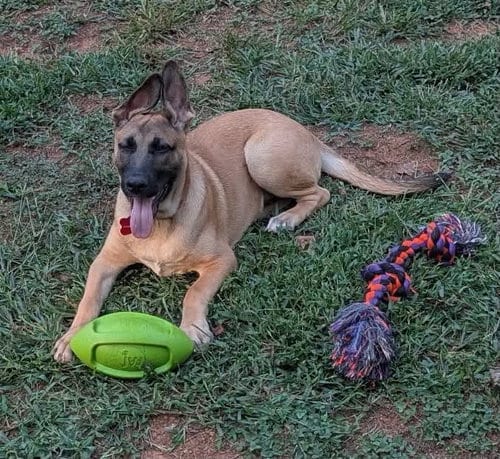 Photo of Whiskey Blessing, adoptable Belgian Shepherd Malinois in Rustburg, Virginia