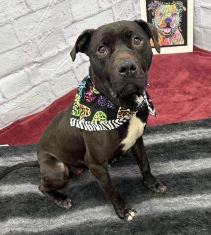Photo of Popoca, adoptable Pit Bull Terrier in Detroit, Michigan