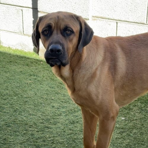 Photo of Butterscotch, adoptable Mastiff in Goodyear, Arizona