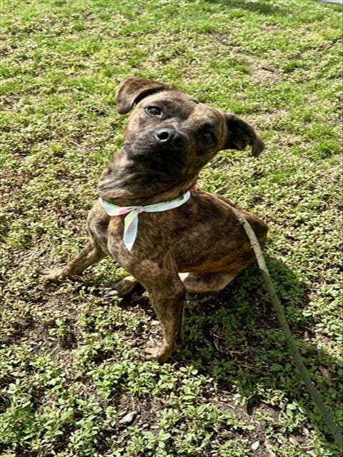 Photo of Genny, adoptable Terrier mix in Miami, Florida