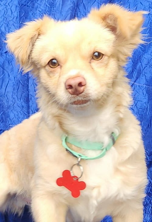 Photo of Benjamin, adoptable Pomeranian in Cuba, New York