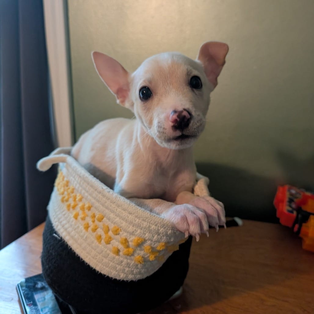 Photo of Nyx Night D12376, adoptable Terrier, American Pit Bull / Chihuahua in Princeton area, Minnesota