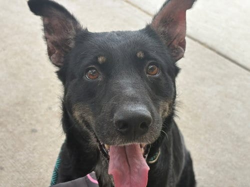 Photo of Lilly Pad, adoptable German Shepherd Dog in Tulsa, Oklahoma