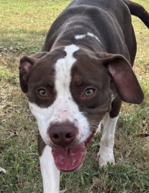 Photo of Zelda, adoptable Pointer in Texas City, Texas