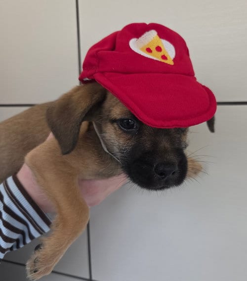 Photo of Christopher, adoptable Unknown breed in Rancho Santa Fe, California