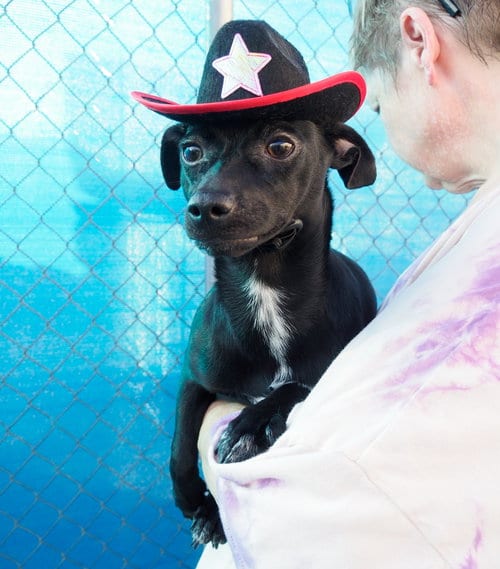Photo of Pepper, adoptable Chihuahua in Phoenix, Arizona