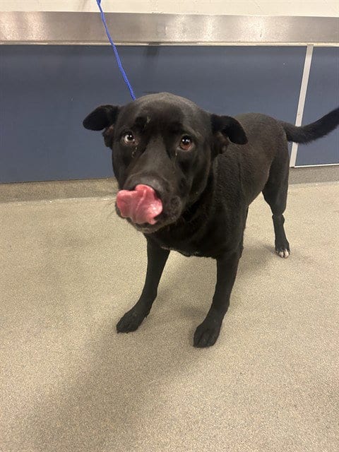 Photo of Luna, adoptable Siberian Husky in Miami, Florida