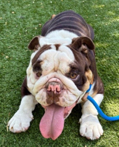 Photo of Archie, adoptable English Bulldog in Chatsworth, California