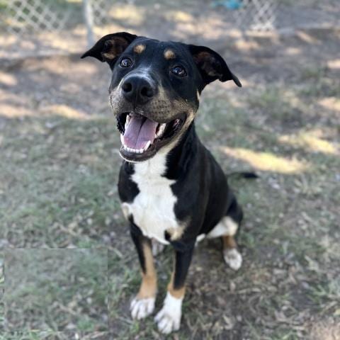 Photo of Inky, adoptable American Pit Bull Terrier in Conroe, Texas