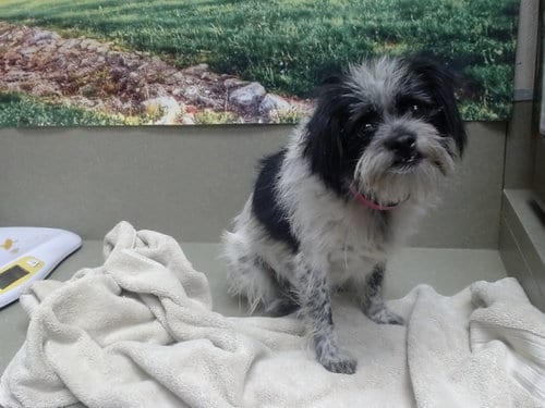 Photo of Sweetie, adoptable Terrier in Moreno Valley, California