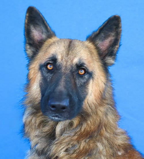 Photo of Dutch, adoptable German Shepherd Dog in Pasadena, California