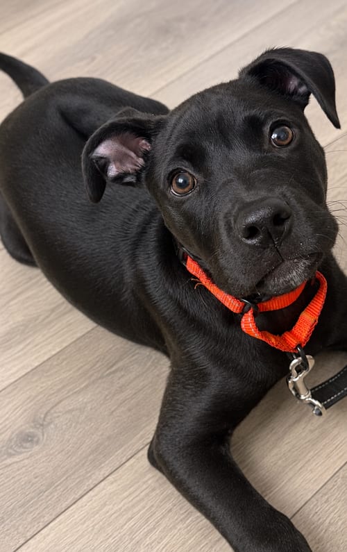 Photo of Onyx FKA Stinger, adoptable Labrador Retriever in Springdale, Pennsylvania