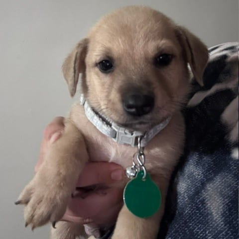 Photo of Bruce, adoptable Mixed Breed (Medium) in Buffalo, Minnesota