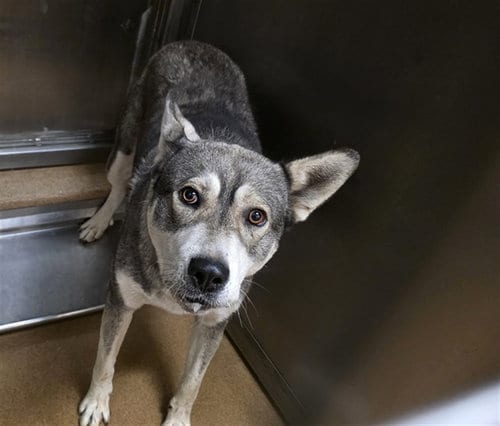 Photo of Danny, adoptable Siberian Husky in Martinez, California