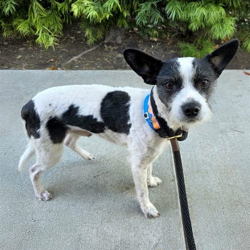 Photo of Charlie, adoptable Terrier in Long Beach, California