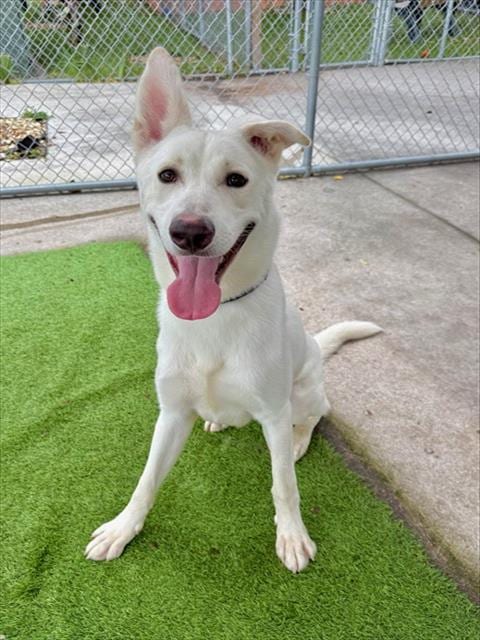Photo of Krypto, adoptable German Shepherd Dog in Fort Myers, Florida