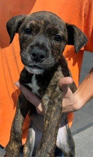Photo of Yolanda, adoptable American Pit Bull Terrier in Phoenix, Arizona