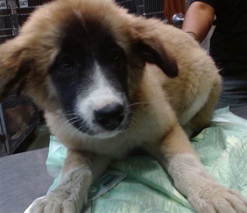 Photo of Bear, adoptable German Shepherd Dog in San Bernardino, California