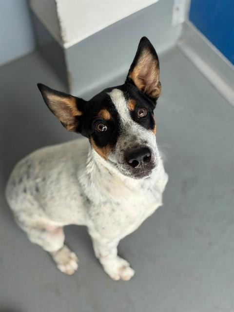 Photo of Luna, adoptable Queensland Heeler in Visalia, California