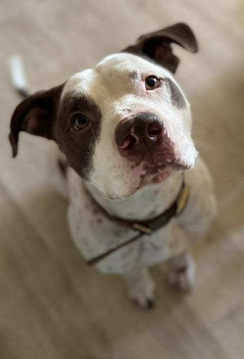 Photo of Gumbo, adoptable American Bulldog in Visalia, California