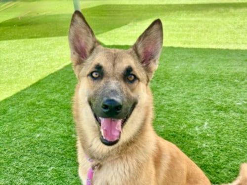 Photo of Aja, adoptable German Shepherd Dog in San Pedro, California