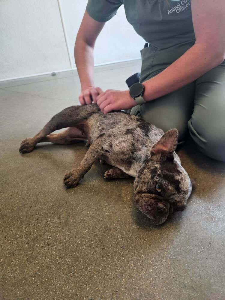 Photo of Midge, adoptable French Bulldog in Oak Bluffs, Massachusetts
