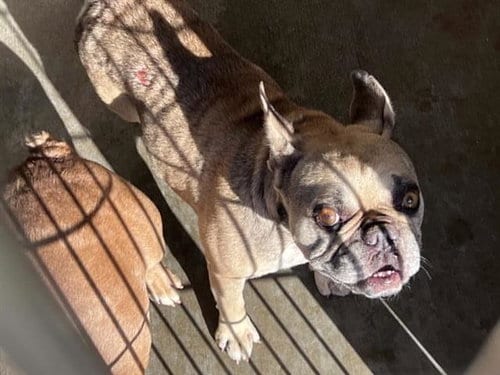 Photo of Billy, adoptable French Bulldog in Orange, California
