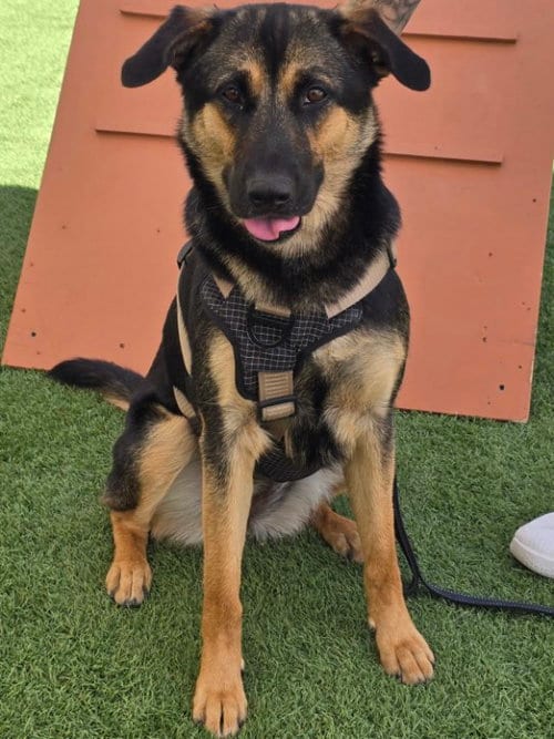 Photo of Lucy, adoptable German Shepherd Dog in Visalia, California