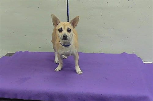 Photo of Sheryl, adoptable Chihuahua in Houston, Texas