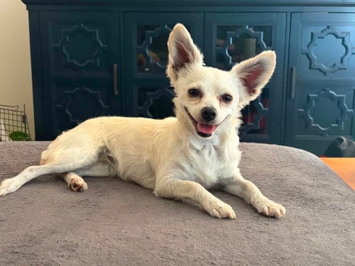 Photo of Poppy, adoptable Chihuahua in San Francisco, California