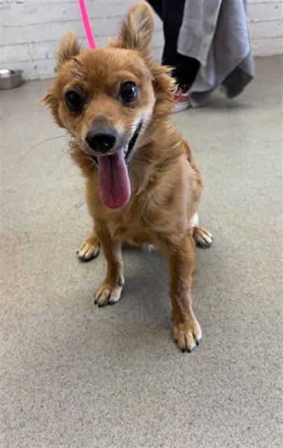 Photo of Macaroni, adoptable Chihuahua in San Bernardino, California