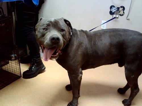 Photo of Raphael, adoptable Pit Bull Terrier in Martinez, California