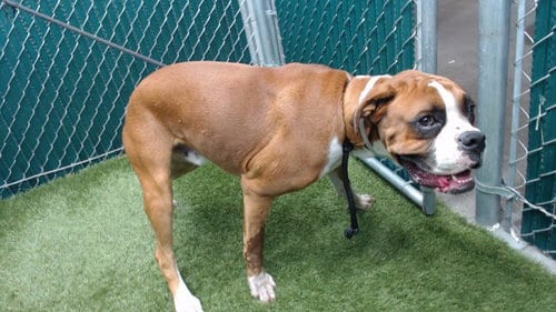 Photo of Baby, adoptable Boxer in Downey, California
