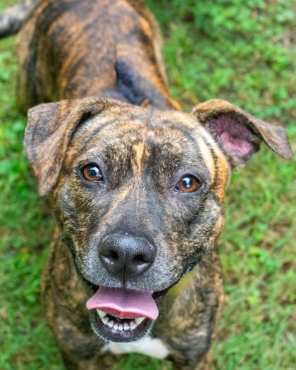 Photo of Deedee, adoptable dog in Chamblee, Georgia