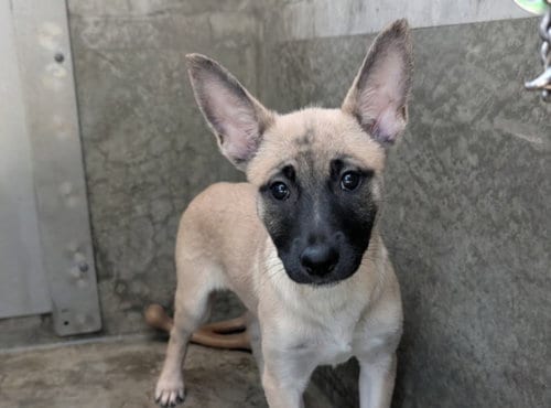Photo of Cheese, adoptable German Shepherd Dog in Los Angeles, California
