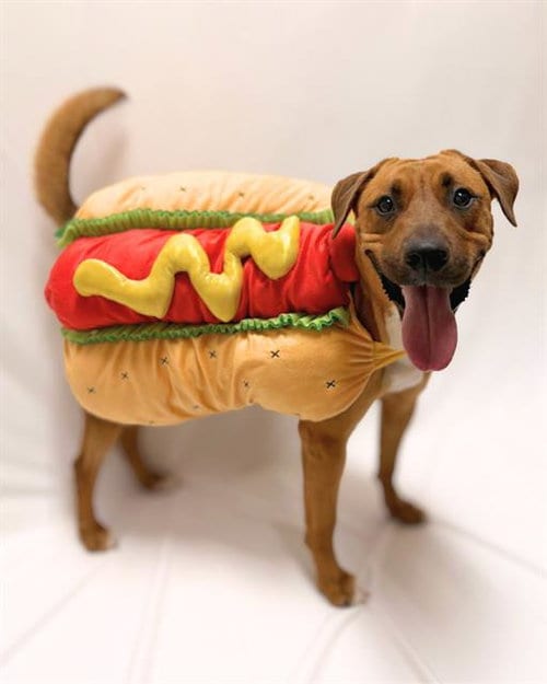 Photo of Chili, adoptable Labrador Retriever in Chula Vista, California